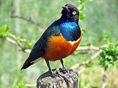 Lamprotornis superbus -Kansas City Zoo, Missouri, USA-8a