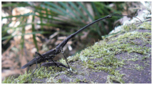 Lasiorhynchus barbicornis male and female