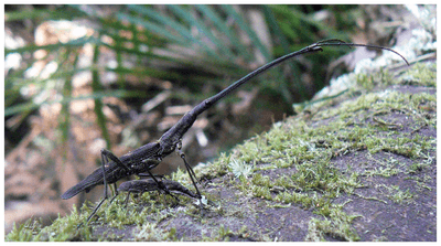 Lasiorhynchus barbicornis male and female
