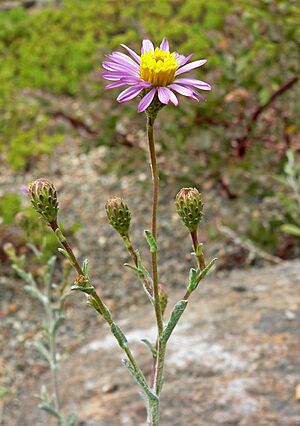 Lessingia filaginifolia var filaginifolia 2