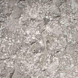 Limestone with fossils01