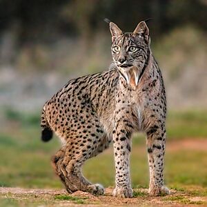 Lince ibérico (Lynx pardinus), Almuradiel, Ciudad Real, España, 2021-12-19, DD 07.jpg