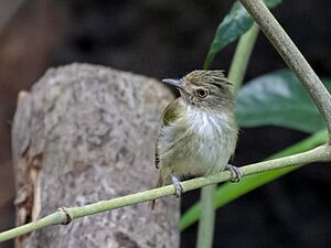 Lophotriccus galeatus - Helmeted Pygmy Tyrant, Presidente Figueiredo, Amazonas, Brazil 01.jpg
