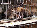 Luwak (civet cat) in cage