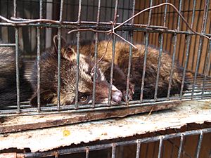 Luwak (civet cat) in cage