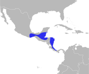 Manacus candei distribution.svg