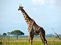 Mannetjes masaigiraffe in de Serengeti, Tanzania, -12 januari 2013 a