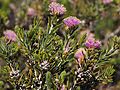 Melaleuca wonganensis