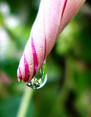 Morning Glory Photo