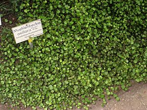 Muehlenbeckia axillaris - Berlin Botanical Garden - IMG 8745.JPG
