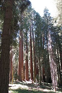 Muir Grove - Hiker standing amidst giant sequoias in Muir Grove.jpg