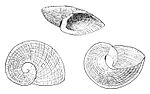 Neoplanorbis tantillus shell