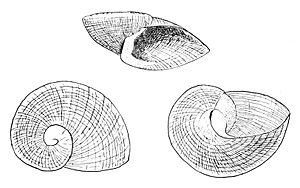 Neoplanorbis tantillus shell.jpg