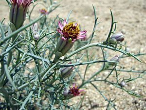 Nicolletia occidentalis photo by Jules Jardinier 3456x2592.JPG