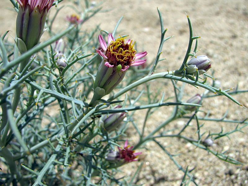 Nicolletia occidentalis photo by Jules Jardinier 3456x2592