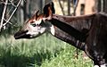 Okapi (Okapia johnstoni) 2009-04-04 01
