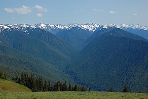 Olympic NF from Hurricane Ridge