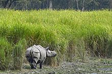 One-Horned Rhino at the Kaziranga National Park, Assam