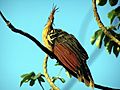 Opisthocomus hoazin