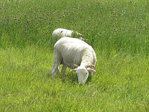 Orford Ness - Portland Sheep (14534764423)