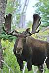 Orignal - Moose 2 (face - front view)