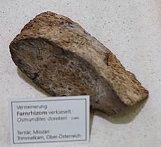 Osmundites dowkeri - Naturhistorisches Museum, Braunschweig, Germany - DSC05267