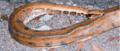 P.kyaiktiyo II