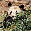 Panda National Zoo