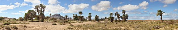 Panoramic view of an oasis like area in central western Boa Vista, 2010 12
