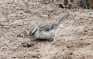 Passer iagoensis Sal