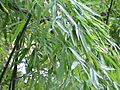 Phyllostachys aurea0
