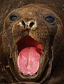 Pink Tongue Elephant Seal Photo by Sascha Grabow