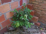 Planta de oiti