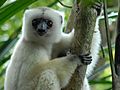 Propithecus candidus 002