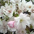 Prunus Amanogawa zoom-in