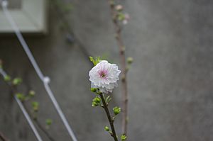 Prunus japonica blossom