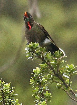 Rainbow-Bearded Thornbill (Chalcostigma herrani).jpg