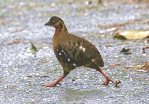 Red-breasted Partridge