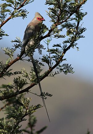Red-faced mousebird, Urocolius indicus, at Pilanesberg National Park, Northwest Province, South Africa (28054417253).jpg