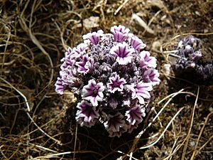 Sand Plant - Pholisma arenarium.jpg