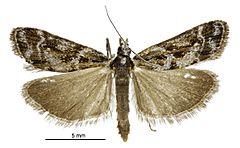 Scoparia s.l. gracilis male.jpg