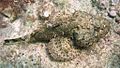 Scorpaena plumieri in Madagascar Reef.jpg