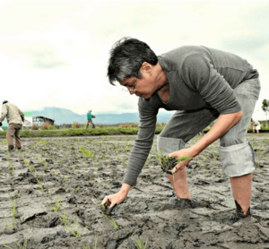 Senator Francis Pangilinan farming