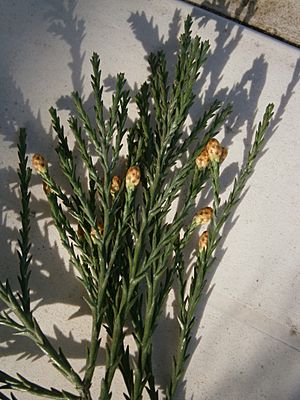 Sequoiadendron (pollen cones) 01