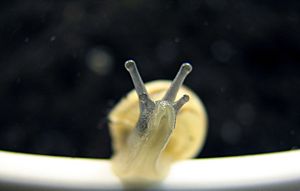 Snail-front-0A