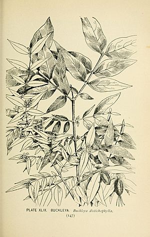 Southern wild flowers and trees (Page 147, Plate XLIX) BHL23630327.jpg