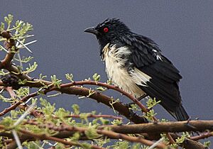 Speculipastor bicolor (cropped).jpg