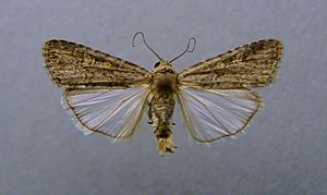 Spodoptera exigua1.jpg