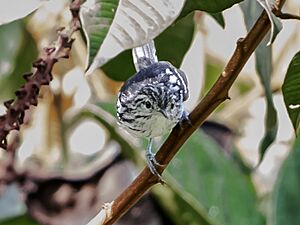 Terenura sicki Orange-bellied Antwren (male); Pedra d'Antas reserve, Lagoa dos Gatos, Pernambuco, Brazil.jpg