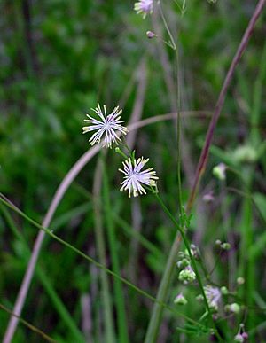 Thalictrum cooleyi.jpg